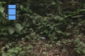 Scene 53_hssflight_Morpho peleides coming one after another to banana bait